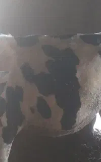 گوساله نر