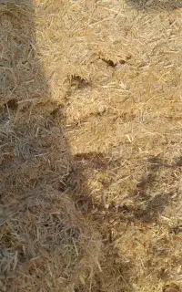 کاه جو وگندم باکیفیت