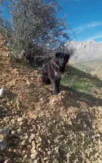 حیوان باهوش