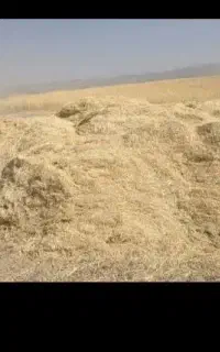 کاه‌دیم
