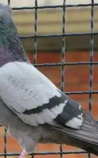 معاوضه نر سبز تهرونی با ماده سبز فیت پرشی