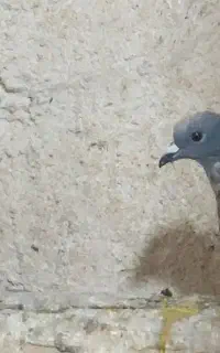 فروش کبوتر نر خط زرد ماده طاووسی