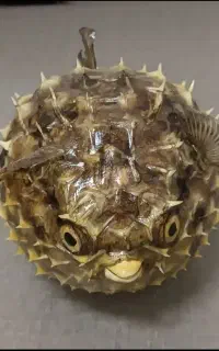 محصولات صدفی و حلزونی عمده