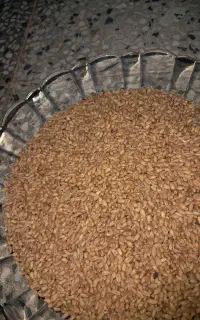 گندم بذری ازادگان زیر قیمت بوجاری درجه 111