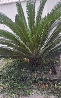 جذب نیروی خانم