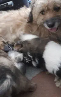 واگذاری تعدادی فرشته ی زمینی