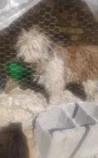 دو تا سگ یکی شیتزو یکی هاسکی