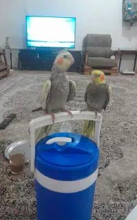 عروس هلندی گلباقالی