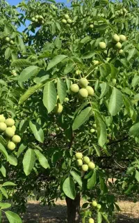 فروش نهال گردو کانادایی و ارقام دیگر گردو ها