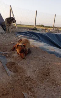 سگ دوبرمن