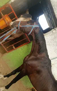 اسب نژاد ترکمن آخال