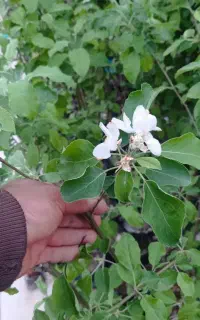 فروش انواع نهال گلدانی۲ساله و۳ساله