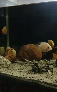 فروش اکواریوم زیر قیمت با تموم وسایل ۴/۲۰۰