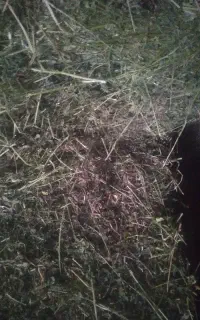 15بسته یونجه تمیز درجه یک