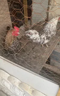 خروس وًمرغ