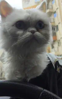 گربه نژاد پرشین سفید چشم دو رنگ