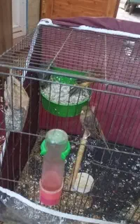 نره ماده قناری با2تا جوجه
