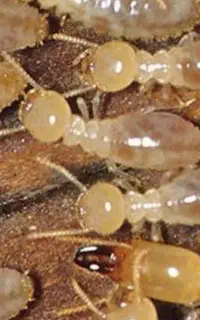 سمپاشی تخصصی سوسک موریانه ساس سم پاشی موش