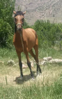 کره مادیان