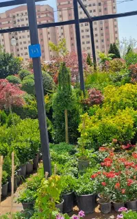 طراحی و اجرای فضای سبز و آبیاری قطره ای هوشمند