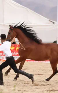 اسب اصیل مصری