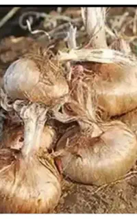 فروش پیاز زعفران مرغوب در شهر مود