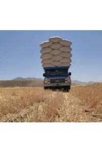 کاه گندم