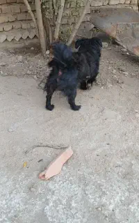 سگ نر شناسنامه دارع