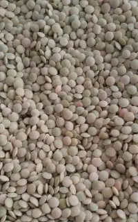 عدس دیم درجه یک