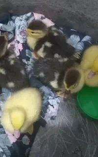 جوجه اردک اسرائیلی