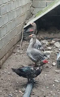 فروش غاز و اردک وخروس