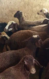 فروش بره بر