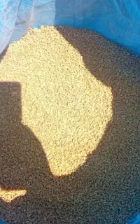 گندم پیشگام