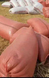 کاه گندم گونی ۳۰۰