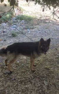 سگ ژرمن