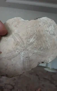 سنگ فسیل چند هزار ساله