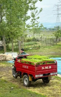 نشا برنج هاشمی(توم)