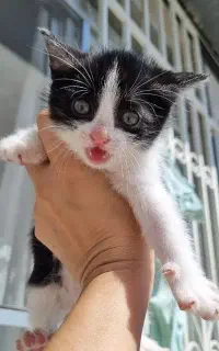 واگذاری گربه