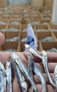 نیازمند ماهی کاشخ یا متو