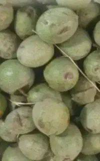 فروش گردو با پوست