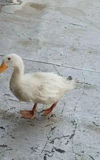 جوجه اردک