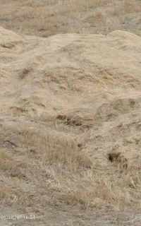 کاه نوده