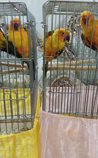 خورشیدی سانکانور ۴عدد جوجه نر و ماده