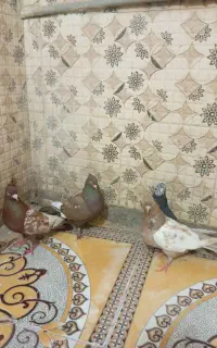 کفتر