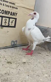 کفتر ارزان