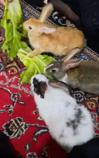 خرگوش