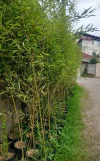 نی خیزران