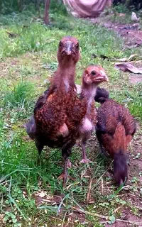 جوجه محلی ۳عدد مرغ و خروس