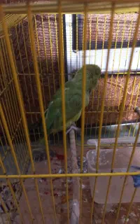 طوطی ملنگو ماده