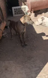 سگ نر افقان گله ای هیکل درشت